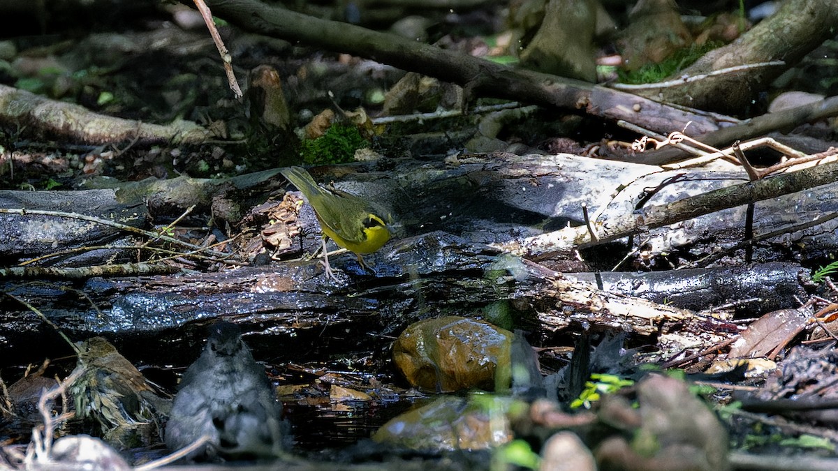 Kentucky Warbler - ML637657095