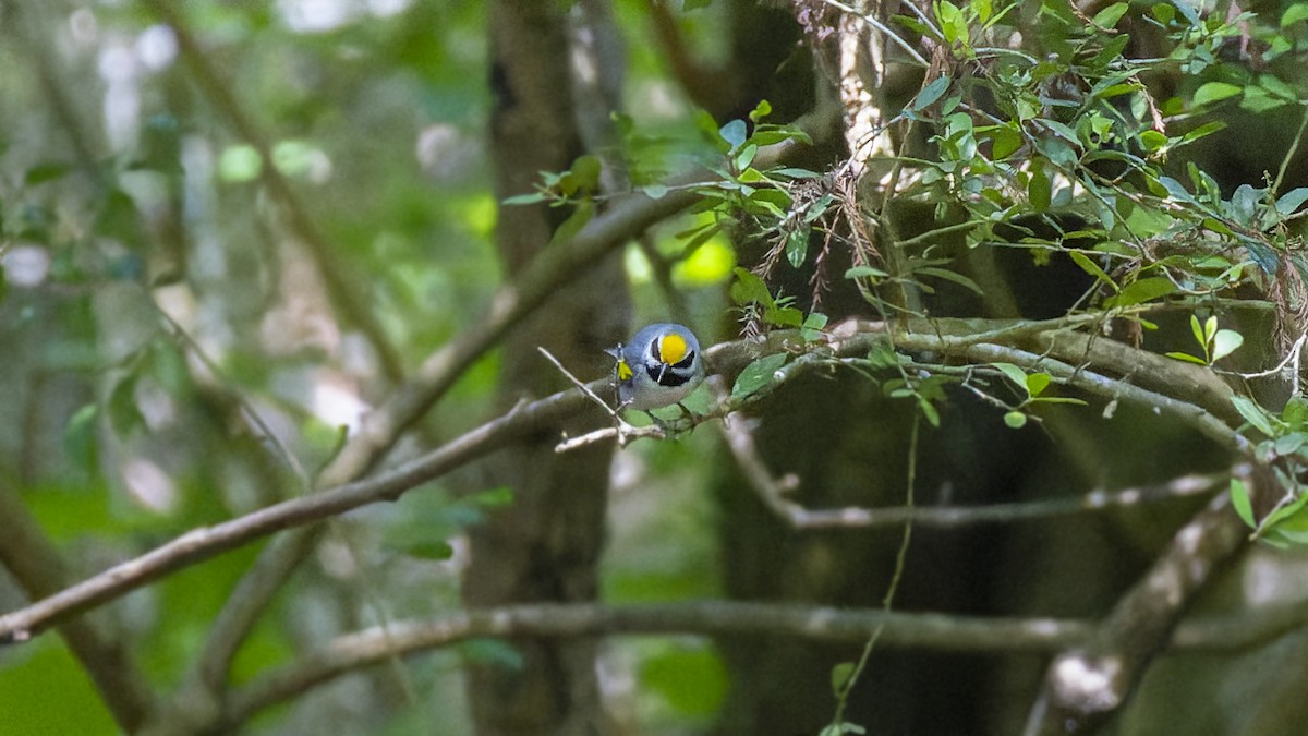 Golden-winged Warbler - ML637657147