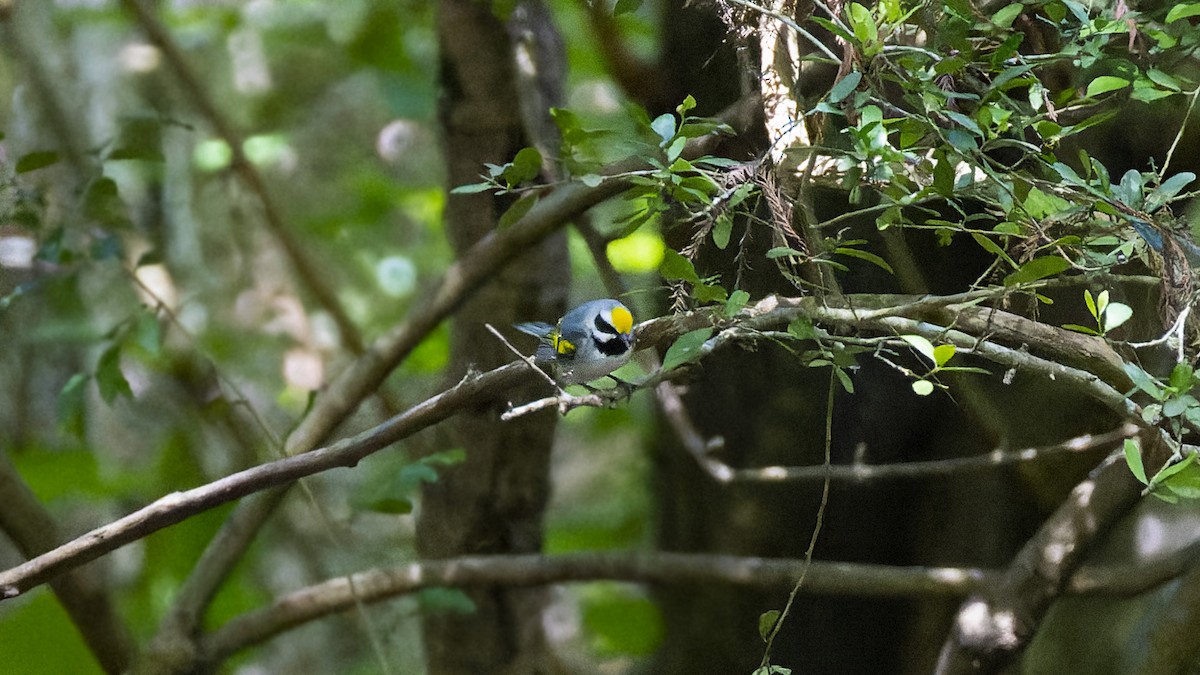 Golden-winged Warbler - ML637657148
