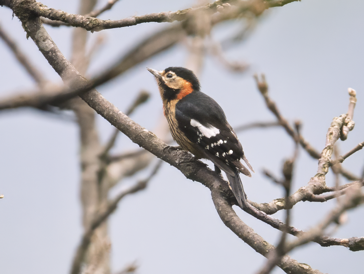 Crimson-naped Woodpecker - ML637657177