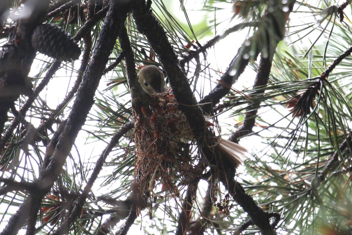 Acadian Flycatcher - ML637657326