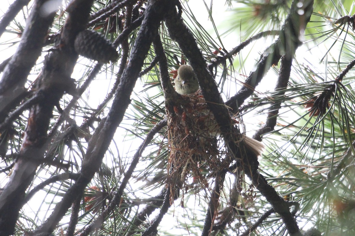 Acadian Flycatcher - ML637657327