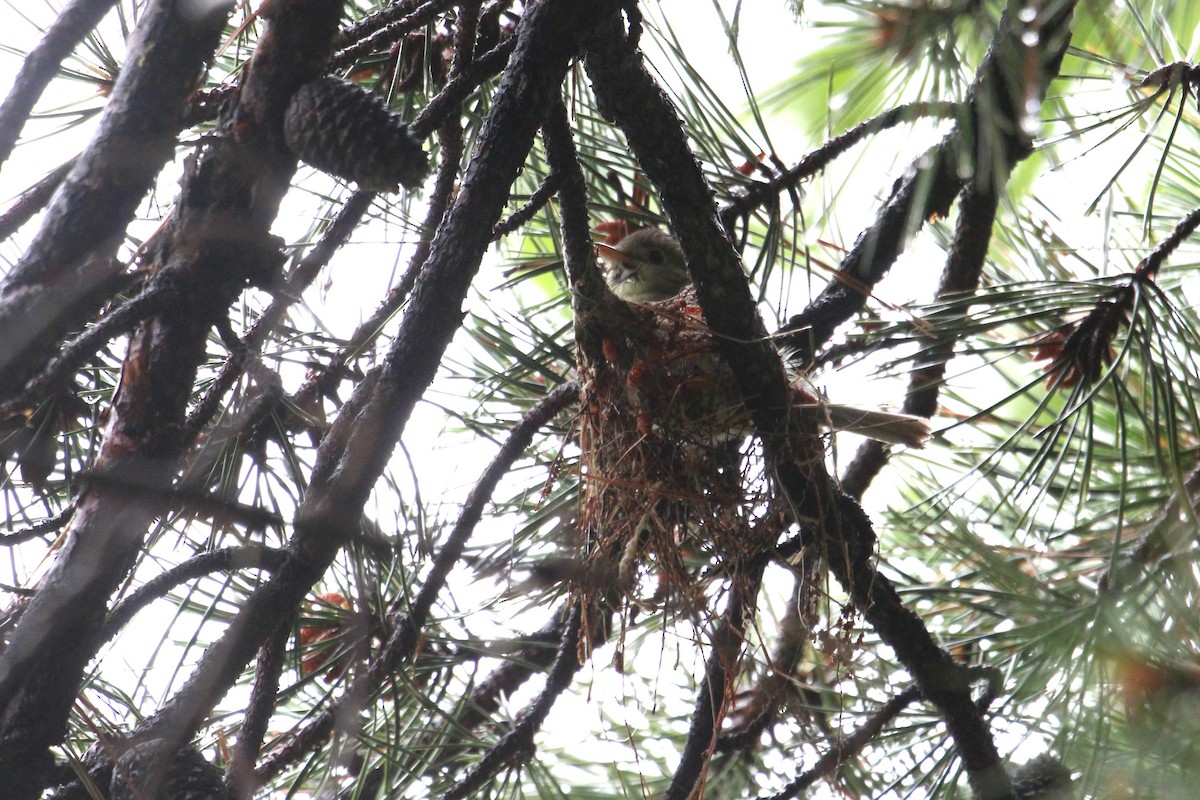 Acadian Flycatcher - ML637657328