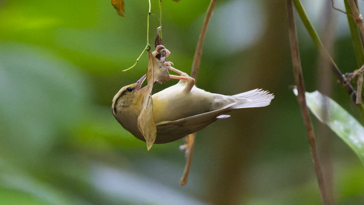 Worm-eating Warbler - ML637657359