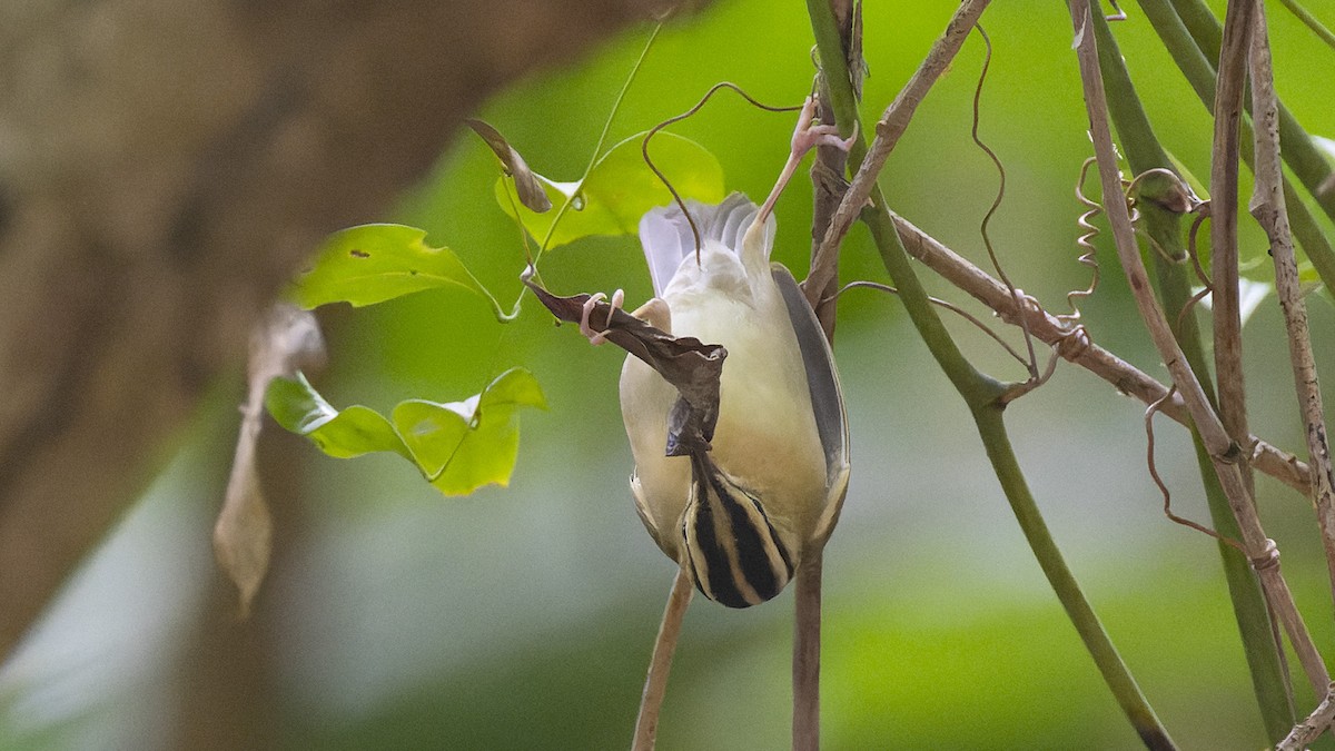 Worm-eating Warbler - ML637657360