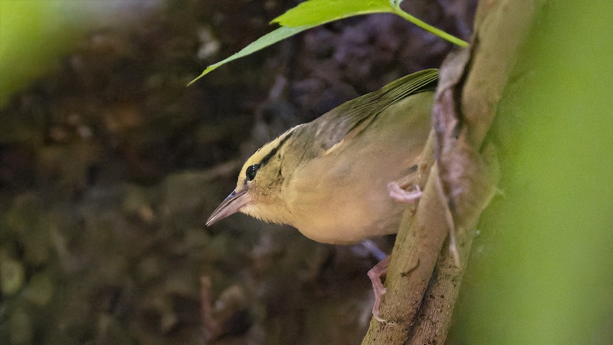 Worm-eating Warbler - ML637657361