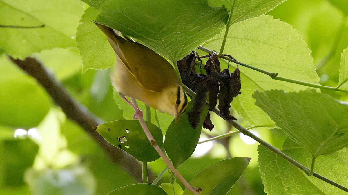 Worm-eating Warbler - ML637657362