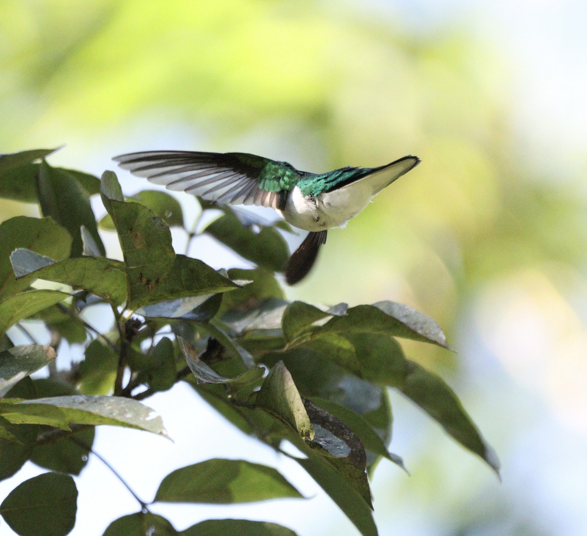 Black-eared Fairy - ML637657408