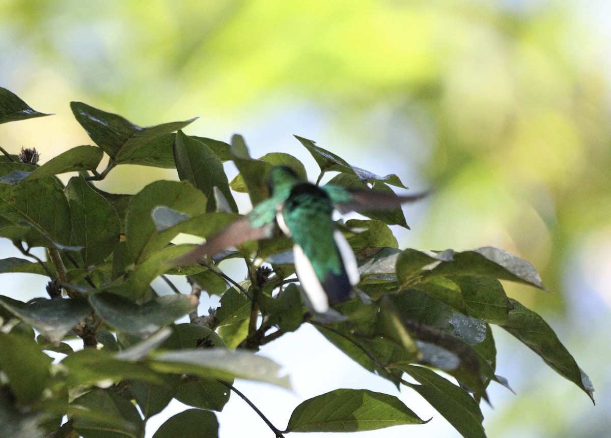 Black-eared Fairy - ML637657410