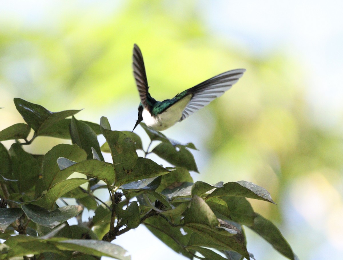 Black-eared Fairy - ML637657411