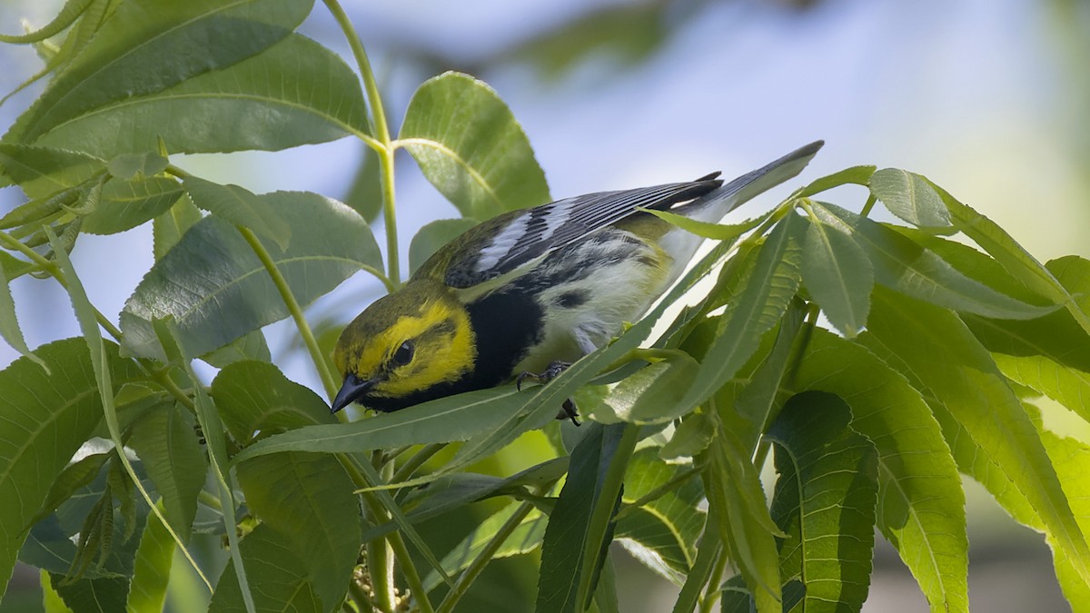 Black-throated Green Warbler - ML637657469