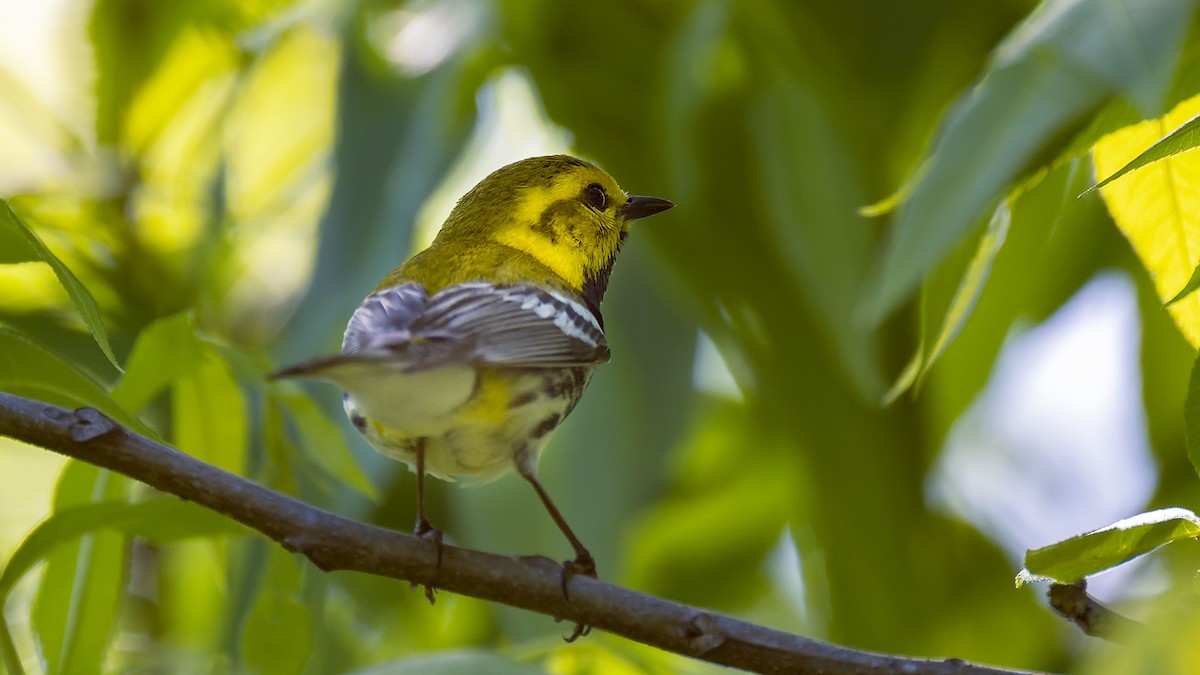 Black-throated Green Warbler - ML637657470