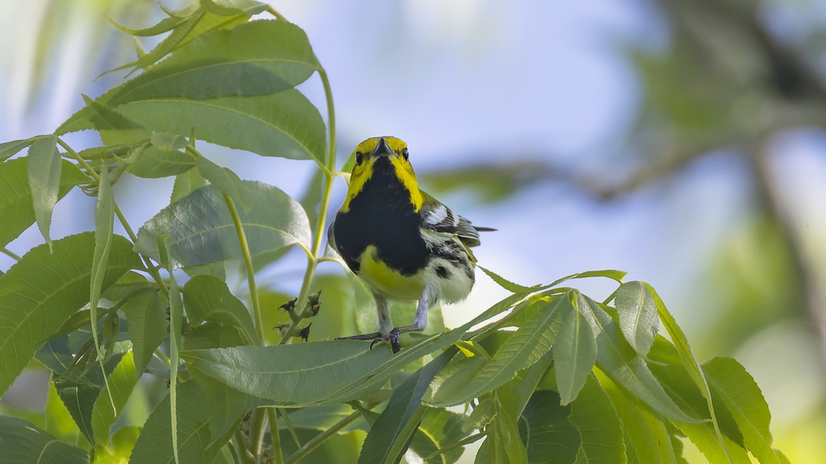 Black-throated Green Warbler - ML637657471
