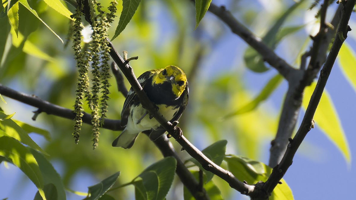 Black-throated Green Warbler - ML637657472
