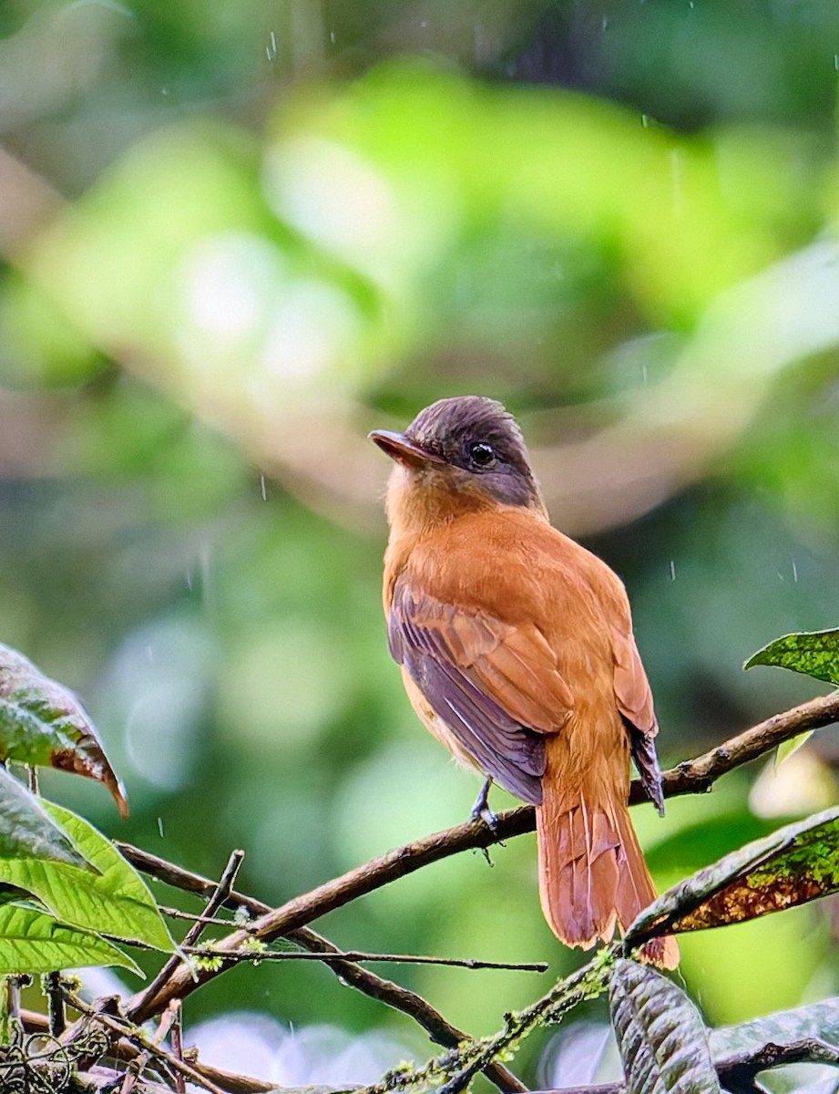 Rufous-tailed Attila - ML637657518