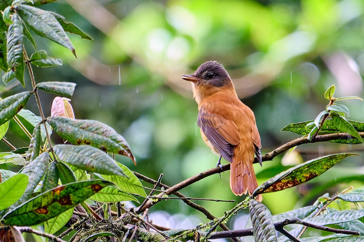 Rufous-tailed Attila - ML637657519