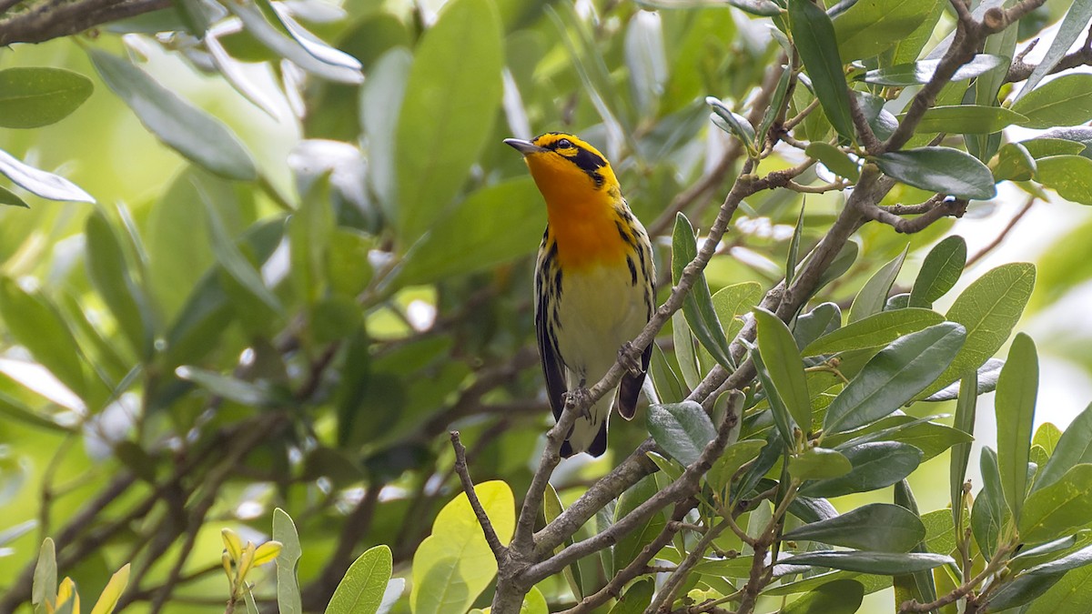 Blackburnian Warbler - ML637657534