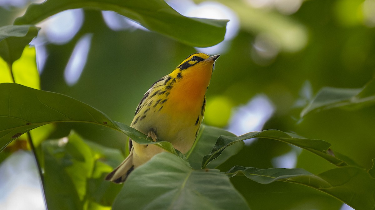Blackburnian Warbler - ML637657535