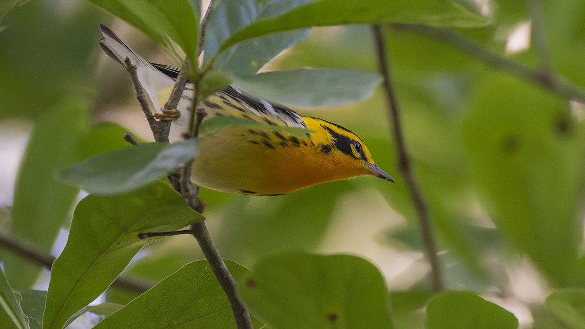 Blackburnian Warbler - ML637657536