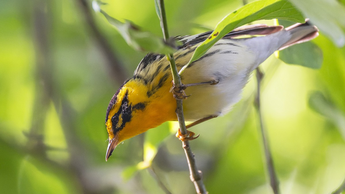 Blackburnian Warbler - ML637657537