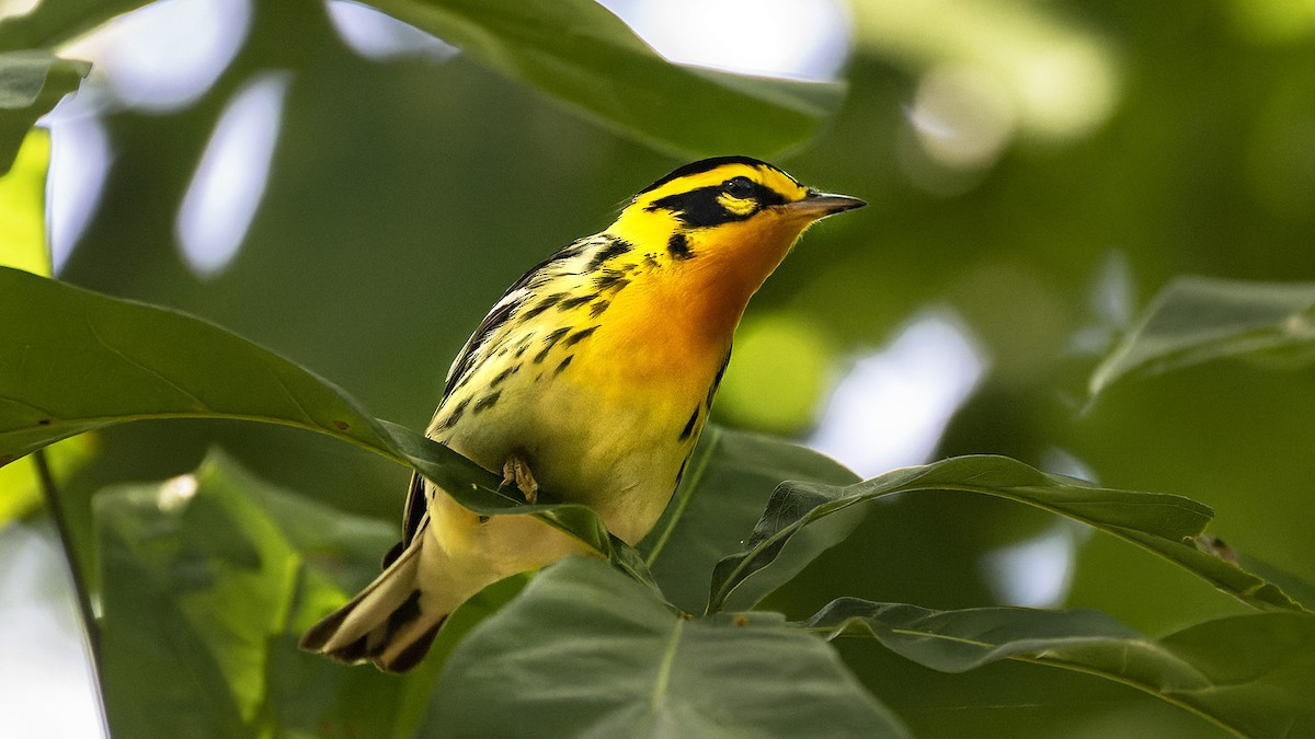 Blackburnian Warbler - ML637657538