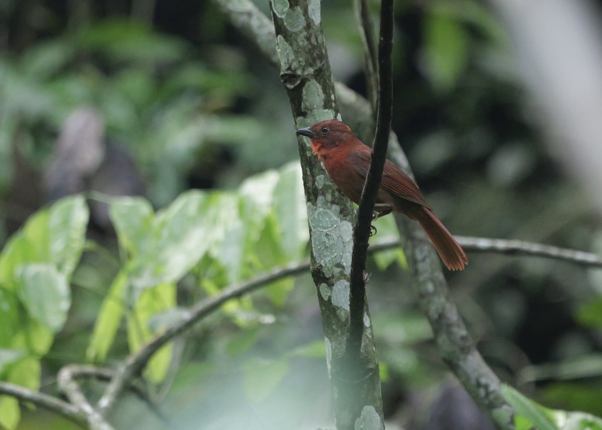 Red-crowned Ant-Tanager - ML637657547
