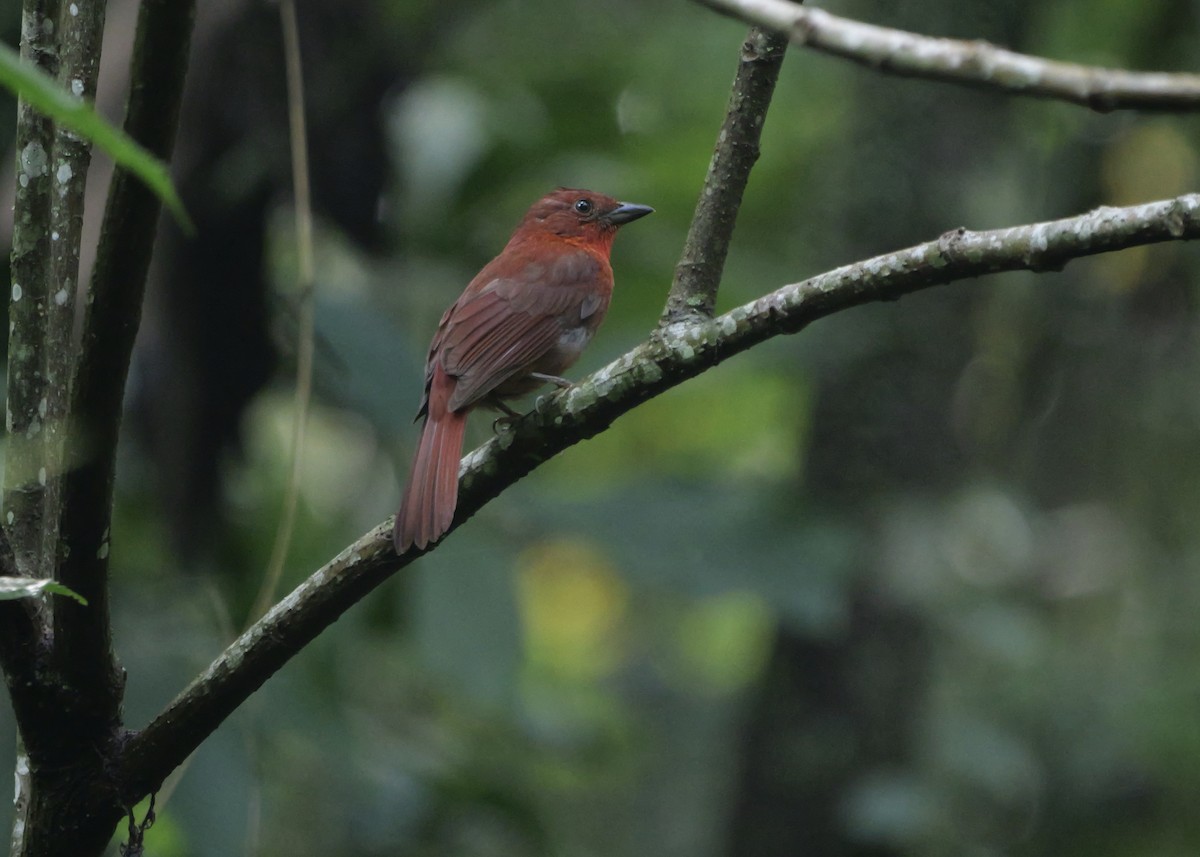 Red-crowned Ant-Tanager - ML637657548