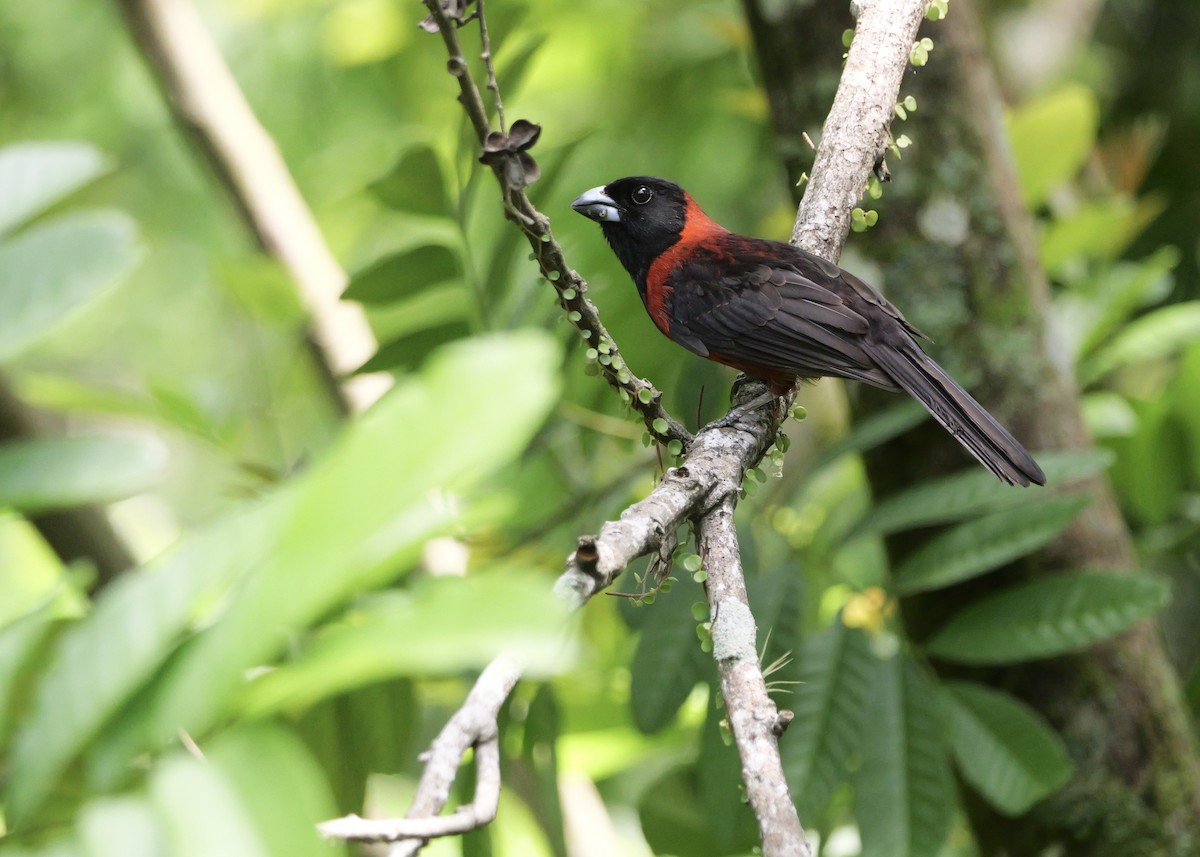 Crimson-collared Grosbeak - ML637657581