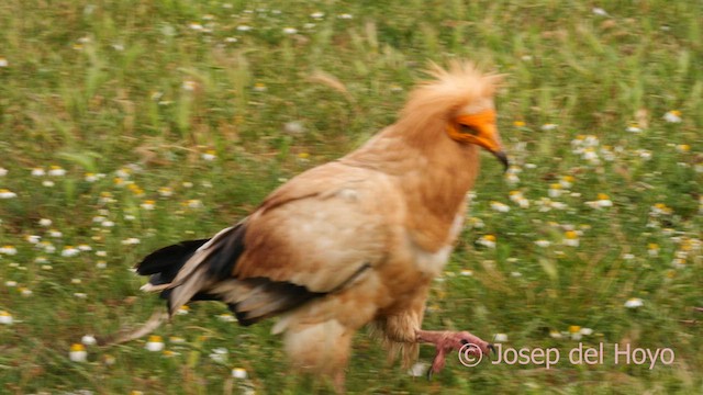 Дэлт ёл - ML637657582