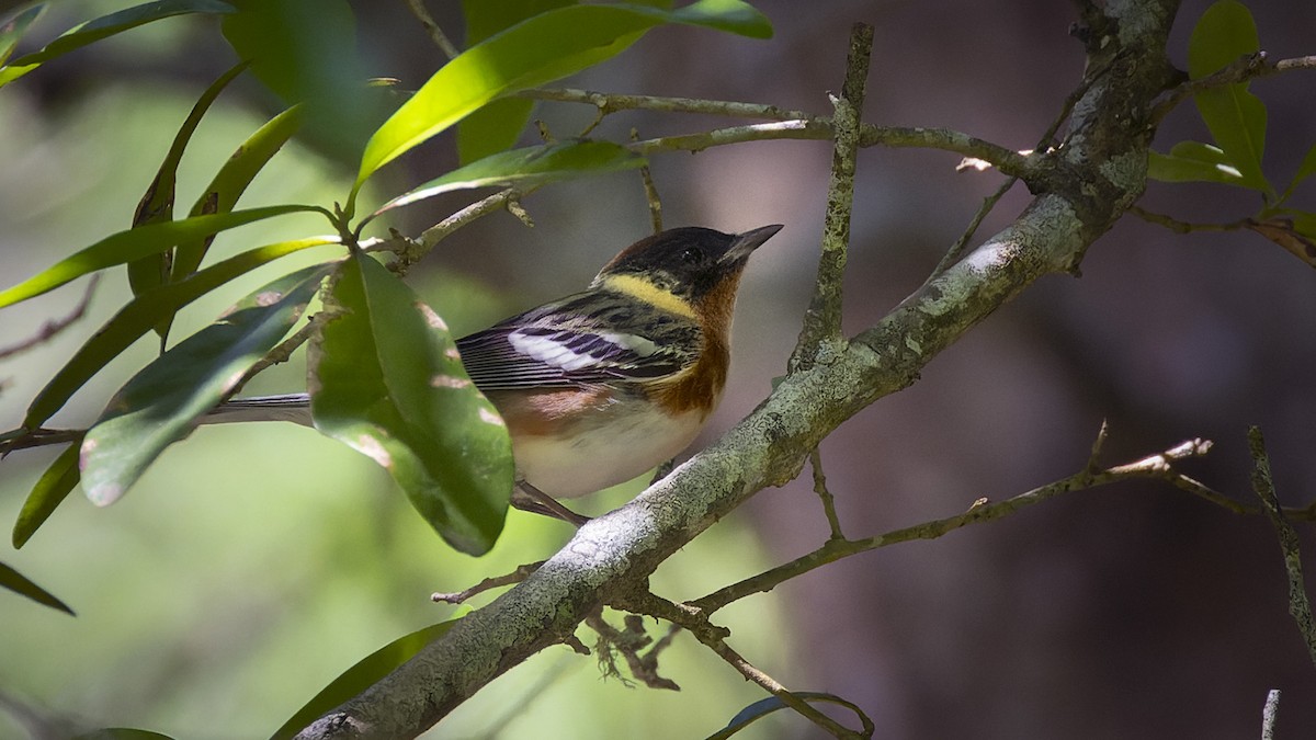Bay-breasted Warbler - ML637657597