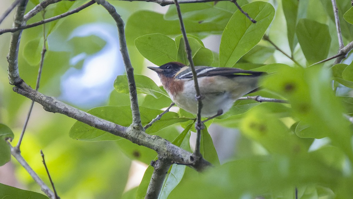 Bay-breasted Warbler - ML637657598