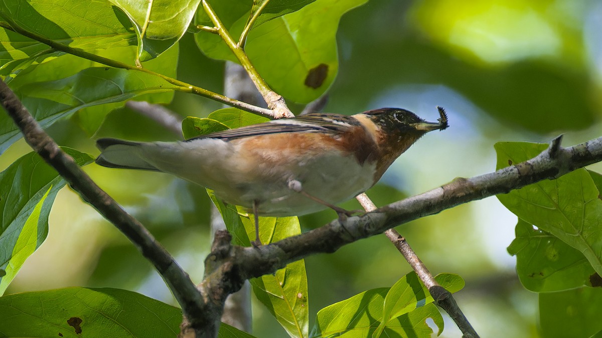 Bay-breasted Warbler - ML637657599