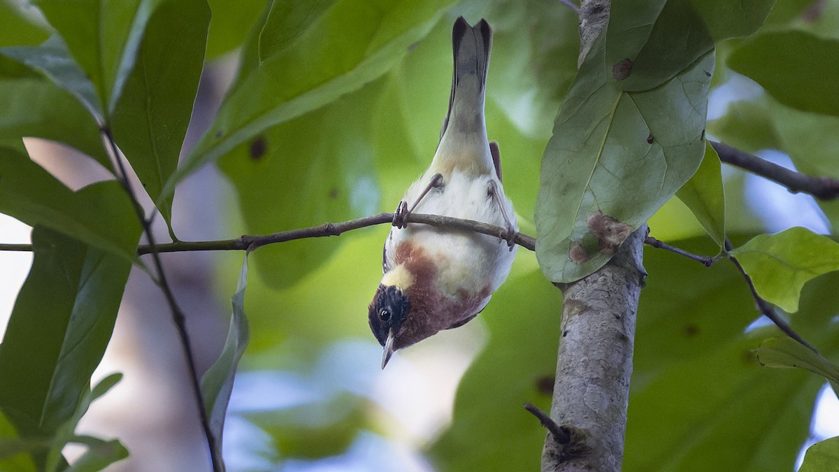 Bay-breasted Warbler - ML637657600