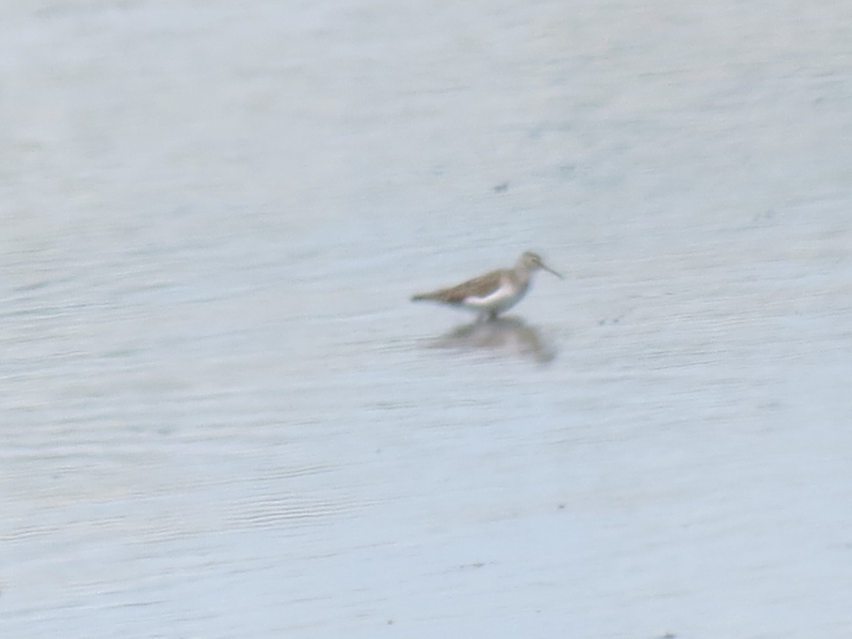 shorebird sp. - ML637657632