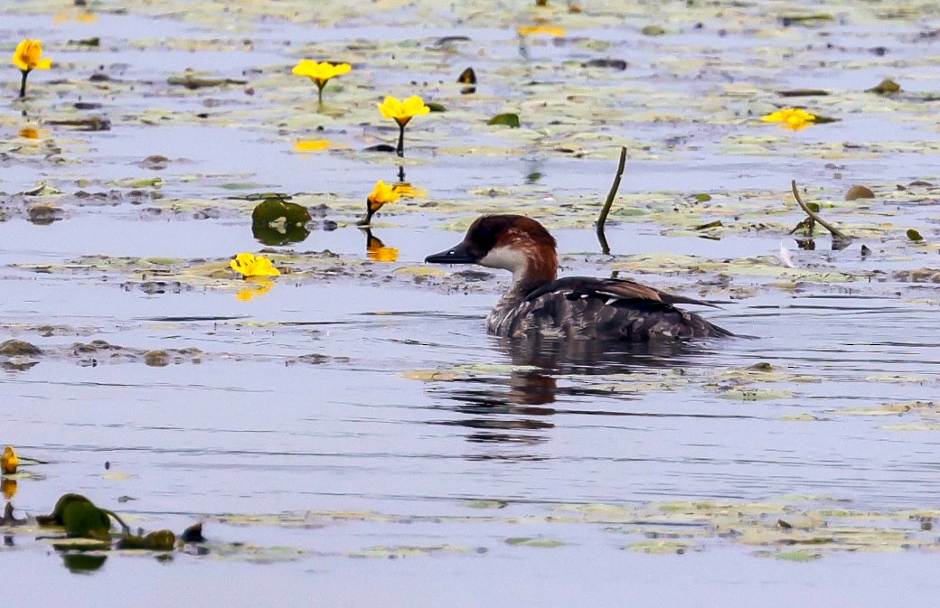 Smew - ML637657679