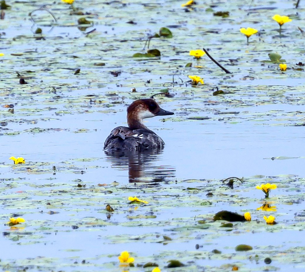 Smew - ML637657680