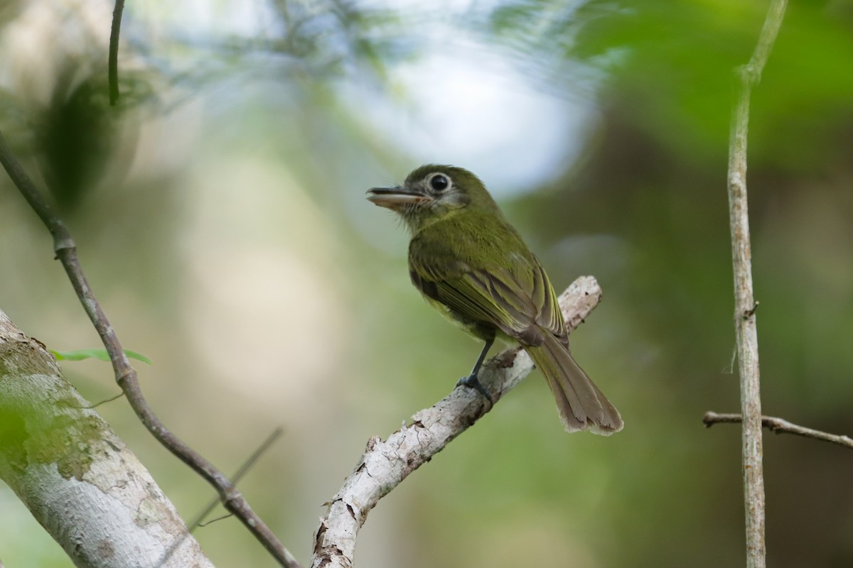 Eye-ringed Flatbill - ML637657696