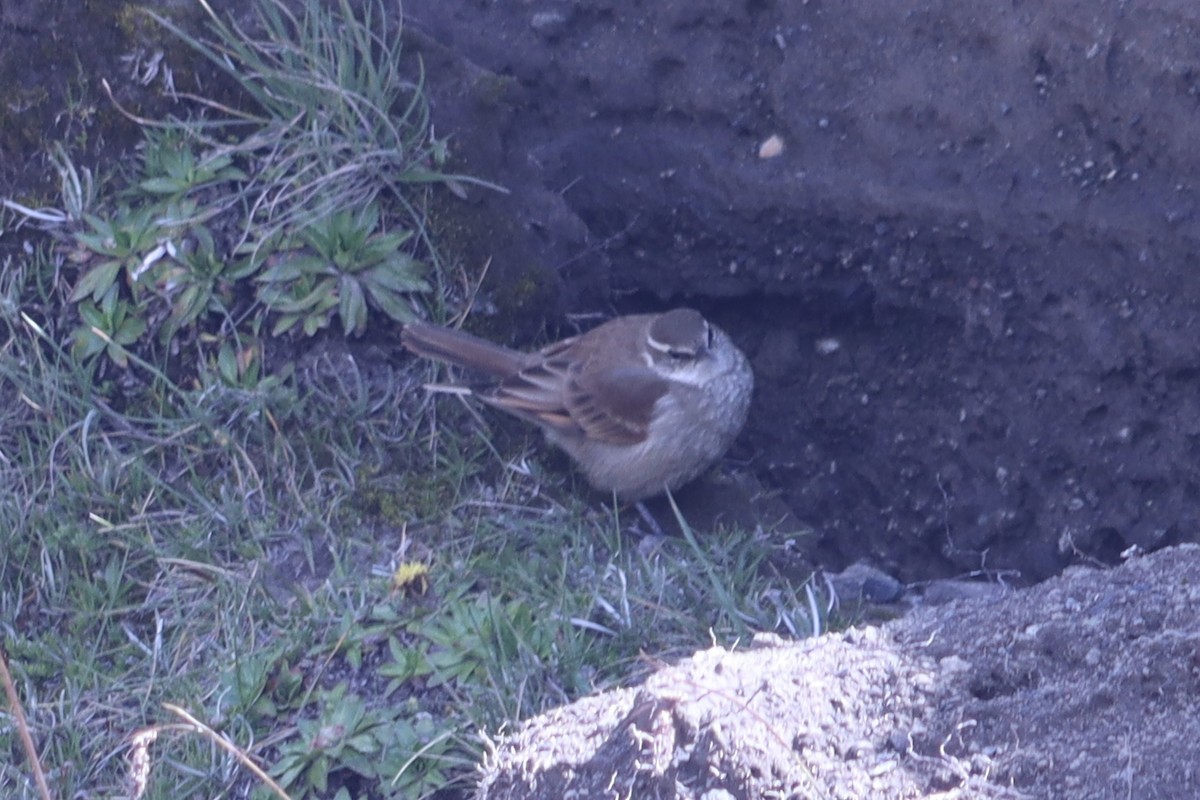 Stout-billed Cinclodes - ML637657715