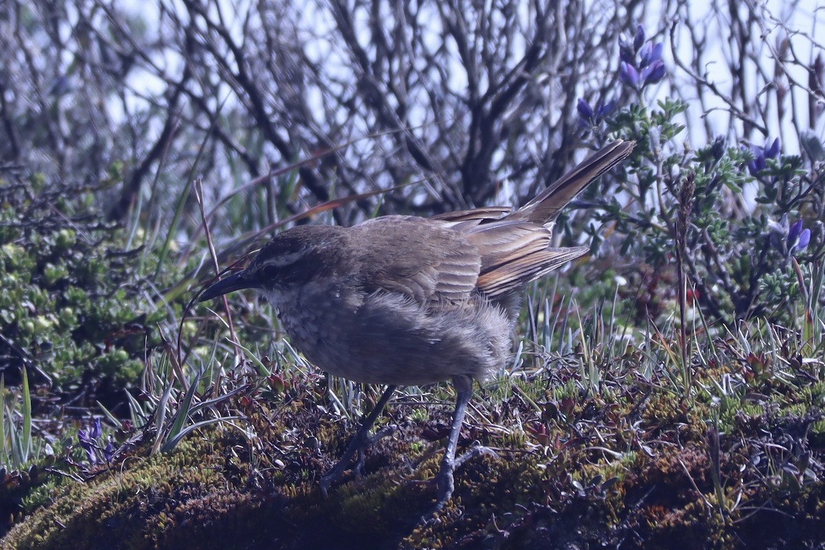 Stout-billed Cinclodes - ML637657717