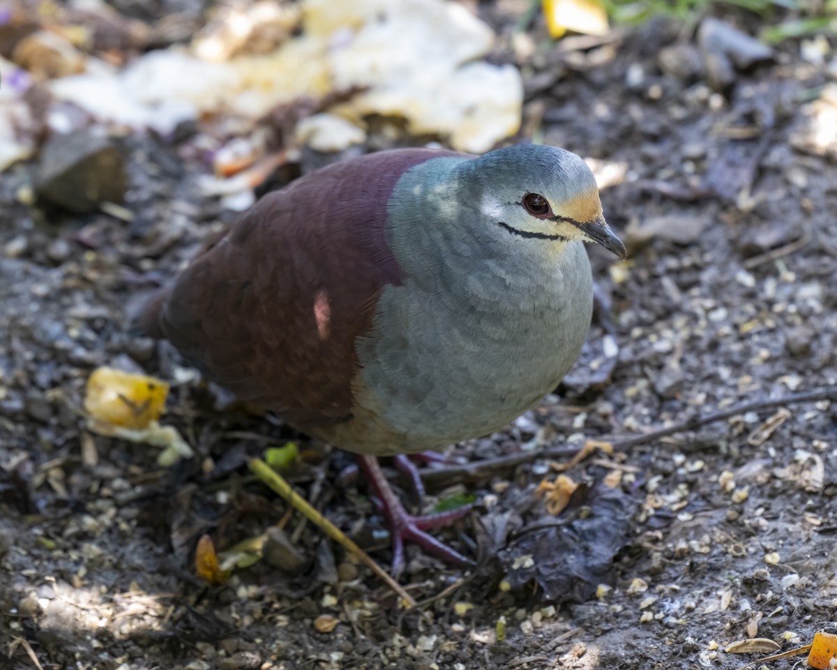 Buff-fronted Quail-Dove - ML637657731