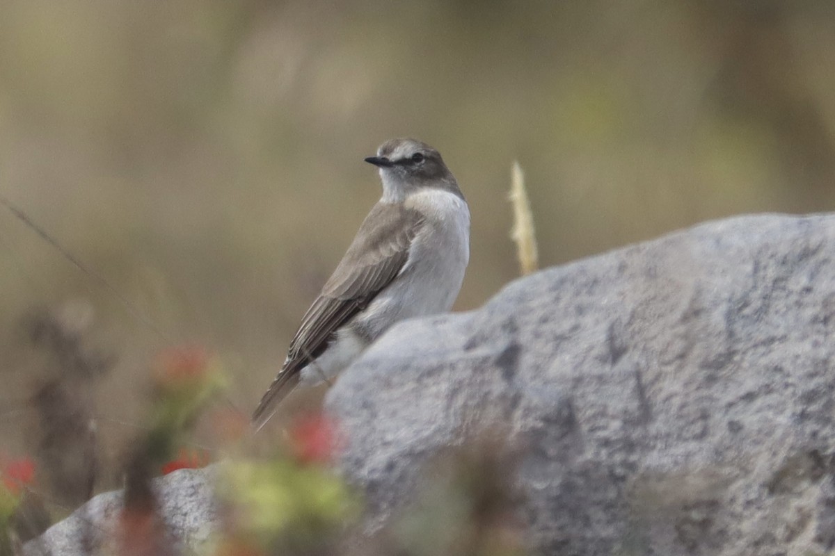 Plain-capped Ground-Tyrant - ML637657775