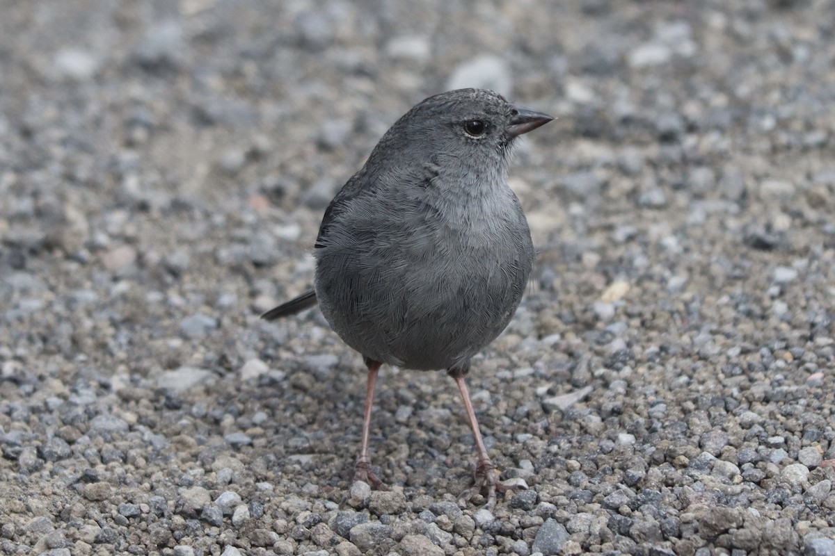 Plumbeous Sierra Finch - ML637657847