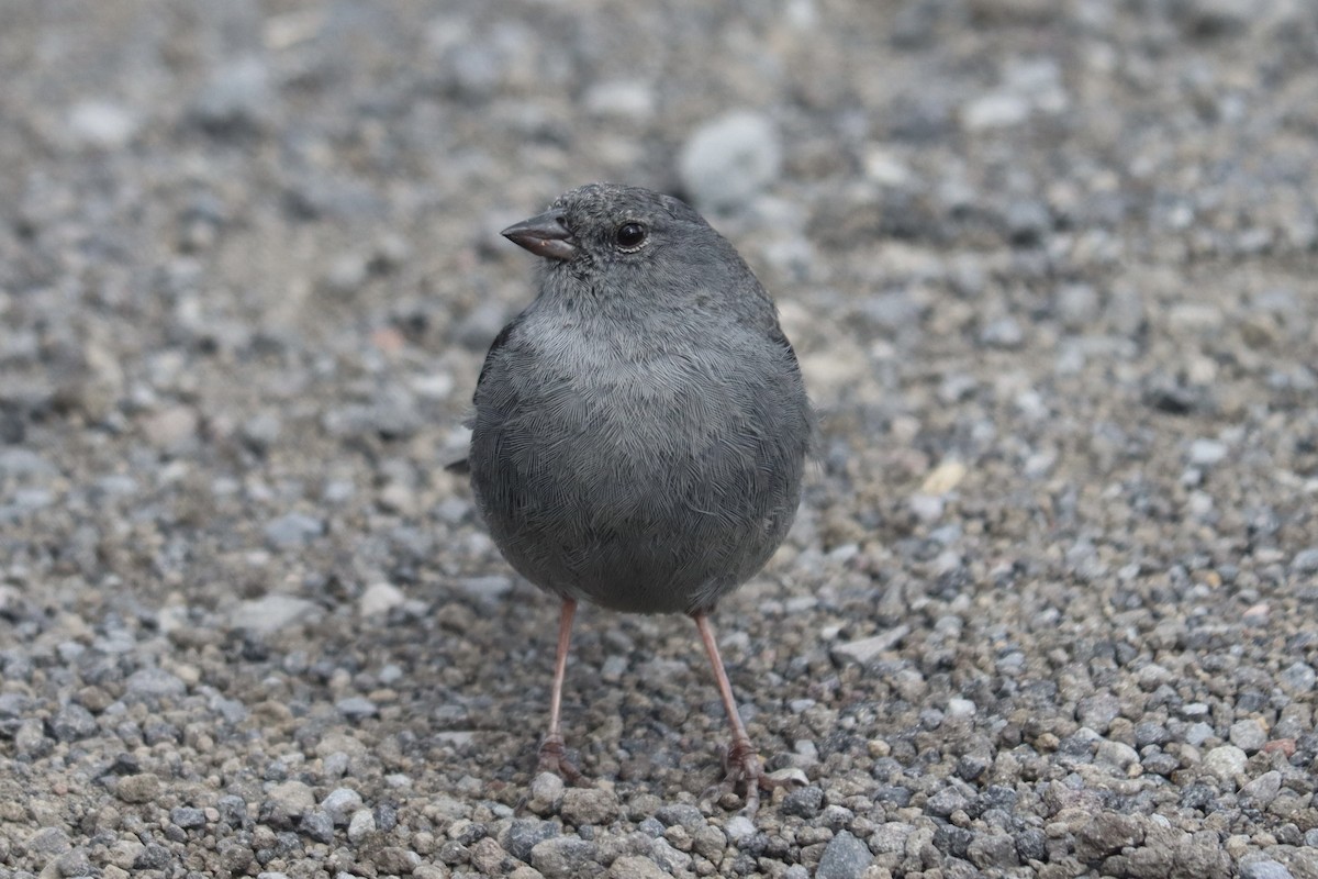 Plumbeous Sierra Finch - ML637657849