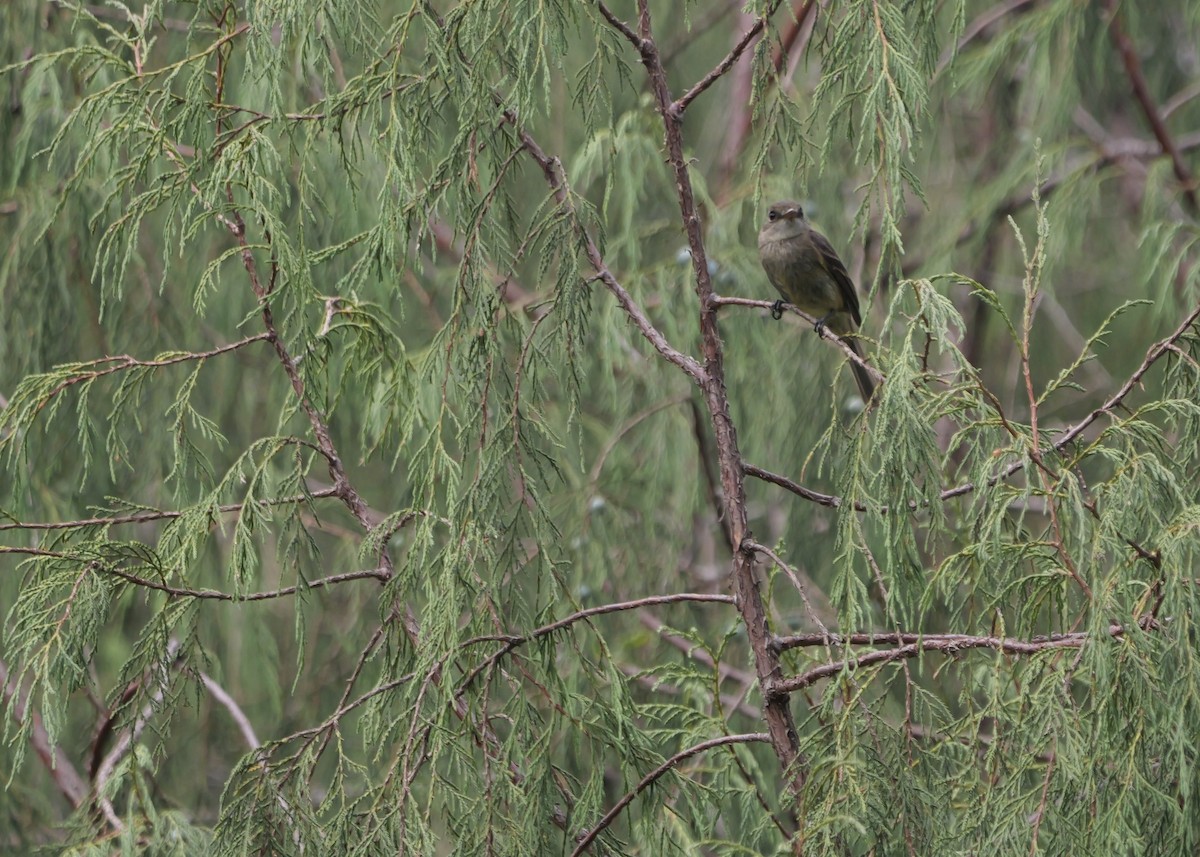 White-throated Flycatcher - ML637658039