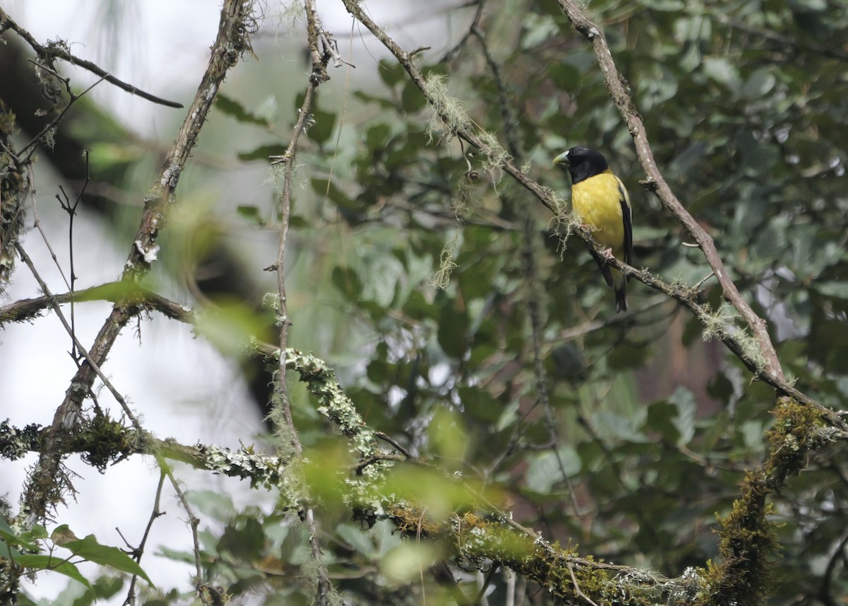Hooded Grosbeak - ML637658090