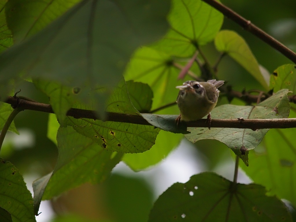 Three-striped Warbler - ML637658165