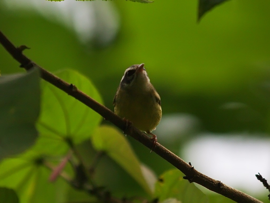 Three-striped Warbler - ML637658187