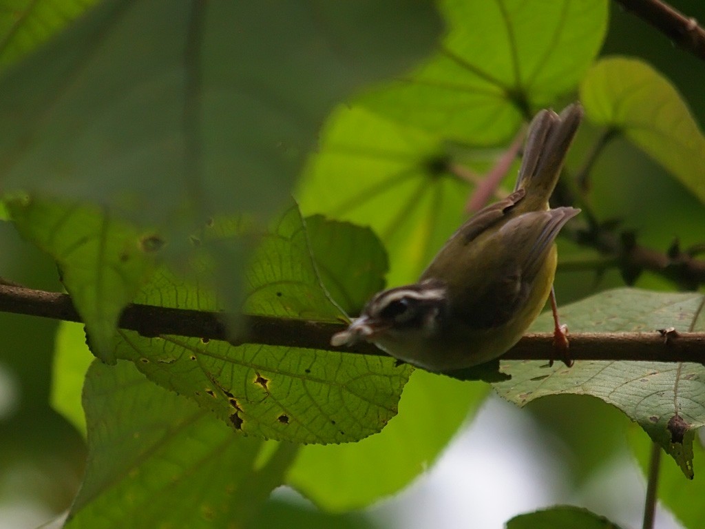 Three-striped Warbler - ML637658190