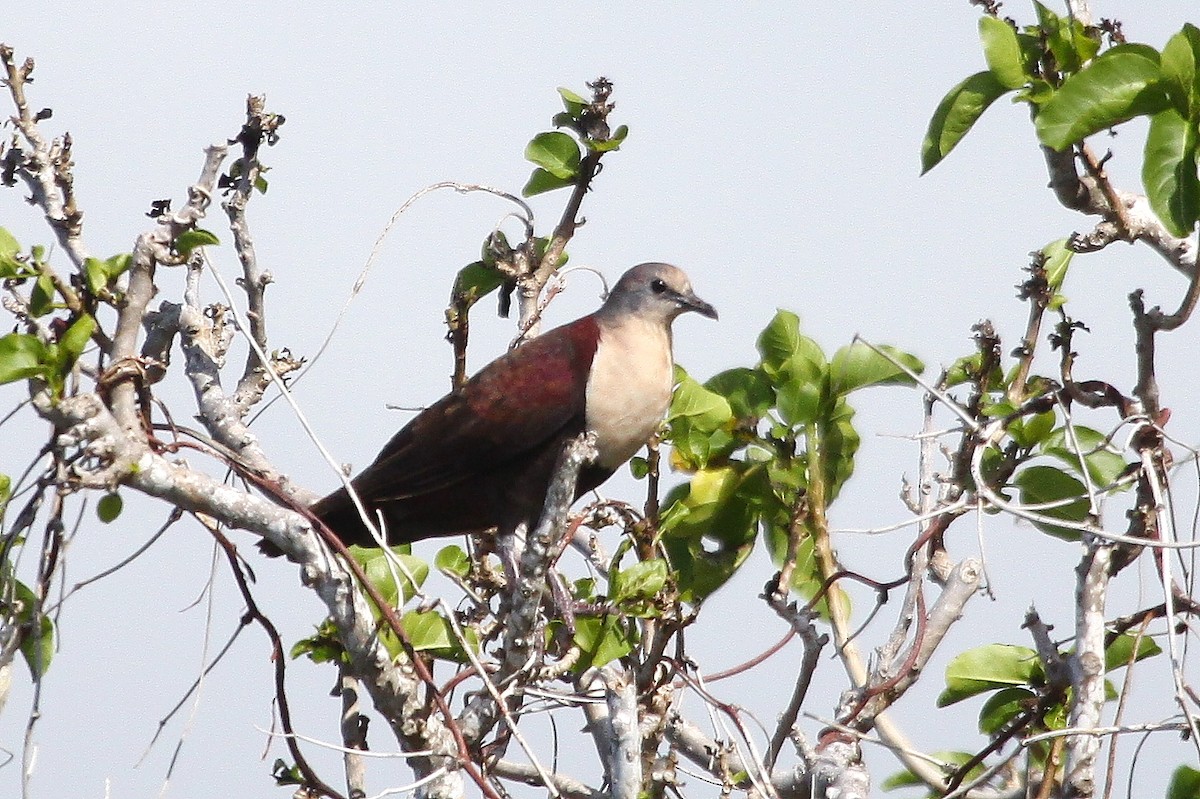White-throated Ground Dove - ML637658197