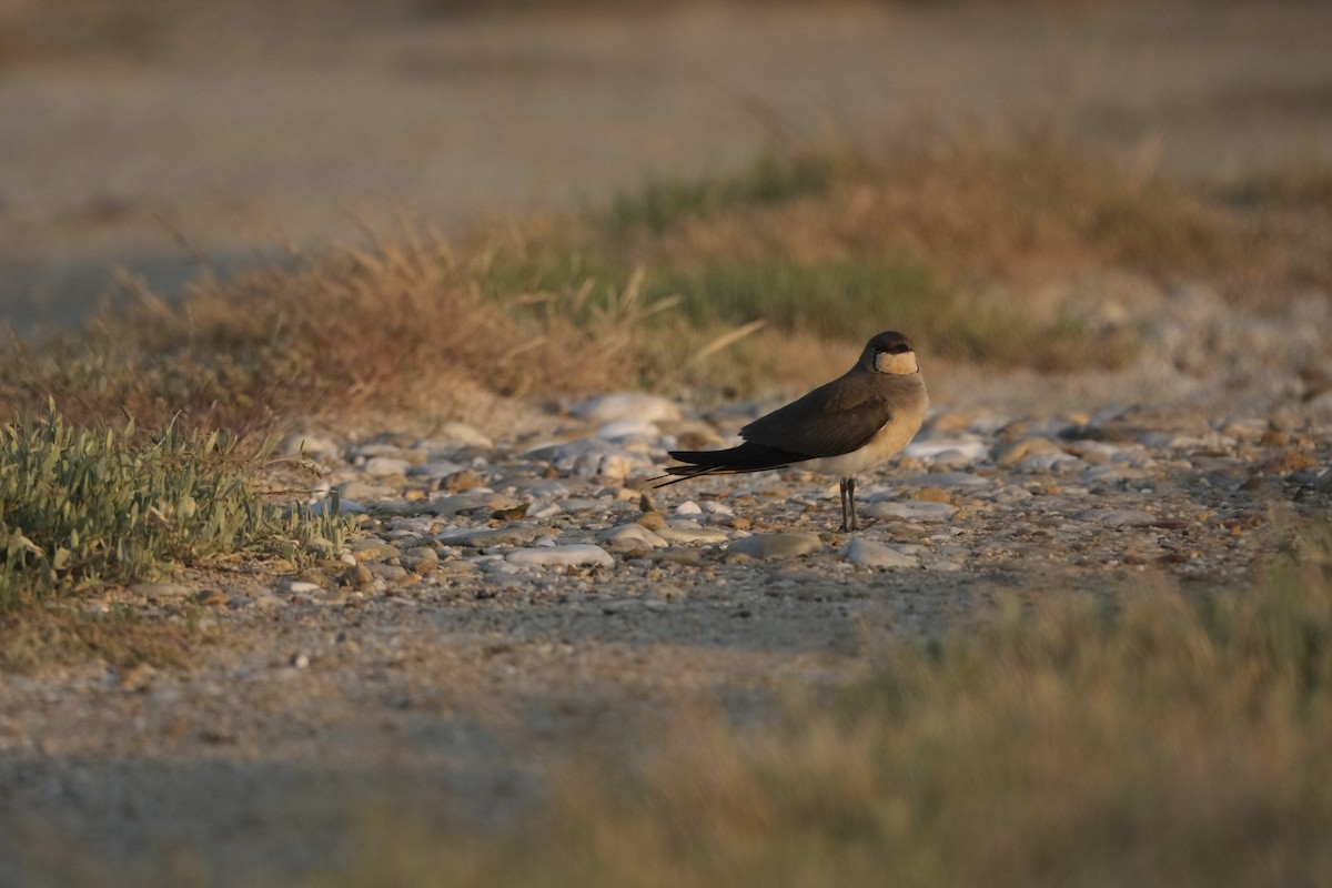 Collared Pratincole - ML637658201